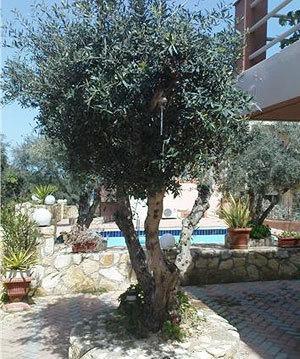 Nea Kydonia Suites & Studios Daratsos Exterior photo